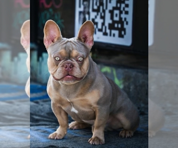 Medium Photo #1 French Bulldog Puppy For Sale in MIAMI, FL, USA