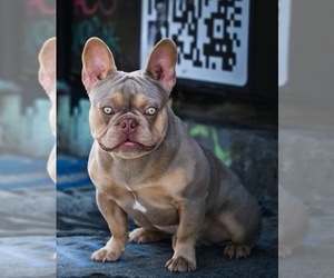 Father of the French Bulldog puppies born on 04/04/2025