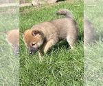 Small Photo #12 Shiba Inu Puppy For Sale in SNOHOMISH, WA, USA