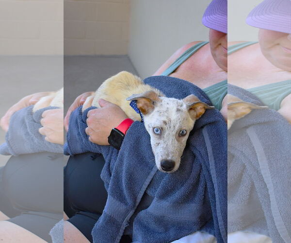 Medium Photo #1 Mutt Puppy For Sale in McKinney, TX, USA