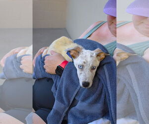 Mutt Dogs for adoption in McKinney, TX, USA