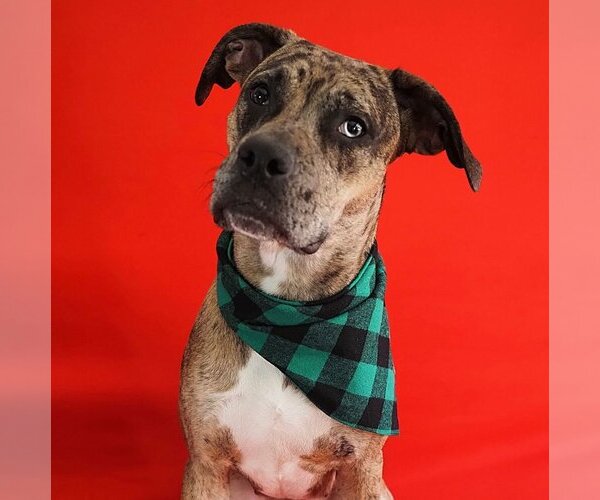 Medium Photo #1 American Bulldog-American Staffordshire Terrier Mix Puppy For Sale in miami, FL, USA