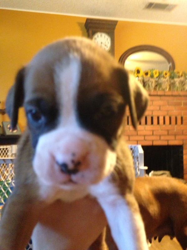 Medium Photo #1 Boxer Puppy For Sale in REDDING, CA, USA