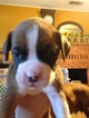 Small Photo #1 Boxer Puppy For Sale in REDDING, CA, USA
