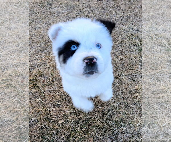 Medium Photo #11 Australian Shepherd-Unknown Mix Puppy For Sale in Sandy, UT, USA