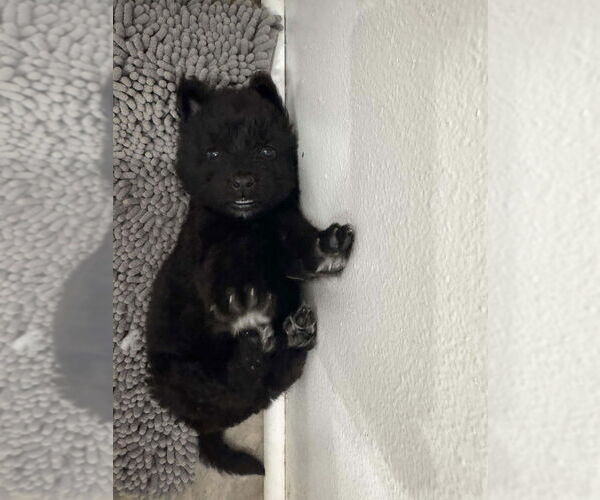 Medium Photo #2 Holland Shepherd-Unknown Mix Puppy For Sale in Imlay City, MI, USA