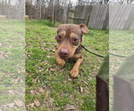 Small American Staffordshire Terrier Mix