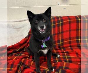 Pomeranian Dogs for adoption in Fort Wayne, IN, USA