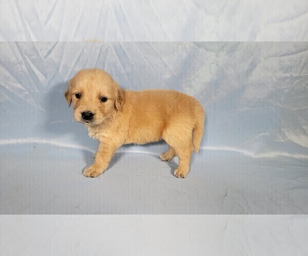 Medium Photo #5 Golden Retriever Puppy For Sale in FALCON, CO, USA