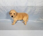 Small #4 Golden Retriever