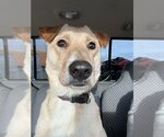 Small #3 Jack Russell Terrier-Labrador Retriever Mix