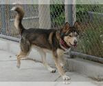 Small #1 Siberian Husky