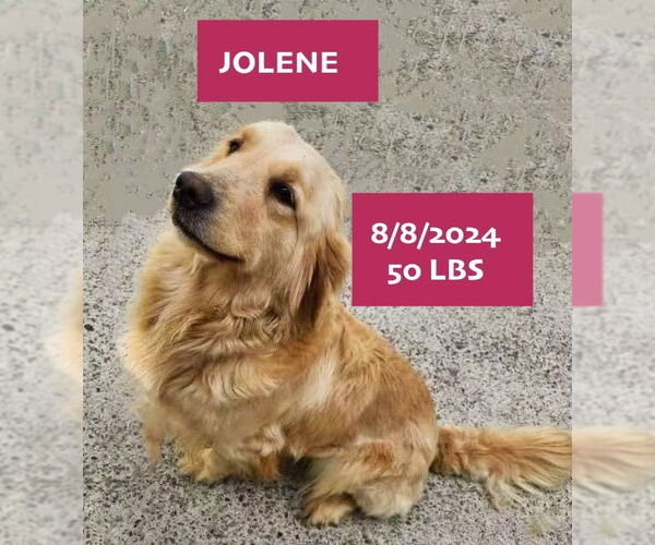 Medium Photo #2 Golden Retriever Puppy For Sale in West Hollywood, CA, USA