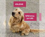Small #1 Golden Retriever