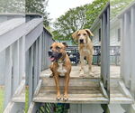 Small #12 Anatolian Shepherd-Labrador Retriever Mix