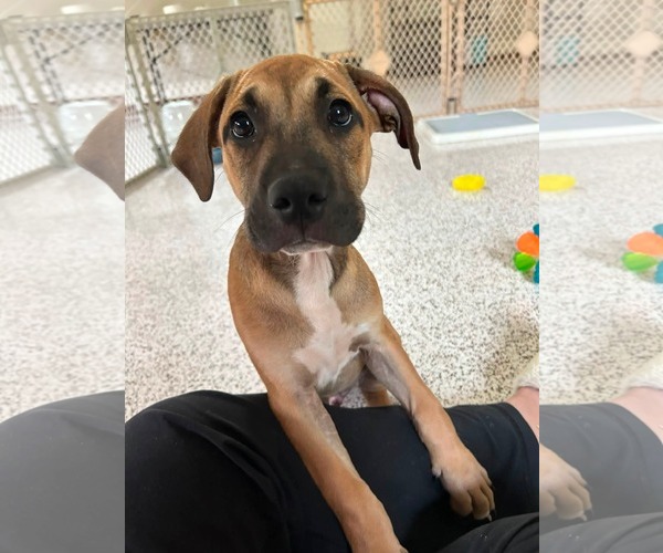 Medium Photo #1 American Staffordshire Terrier-Unknown Mix Puppy For Sale in Holly Springs, NC, USA