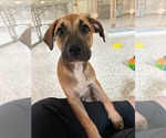 Small American Staffordshire Terrier Mix