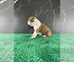 Small Photo #22 Boston Terrier Puppy For Sale in TULARE, CA, USA