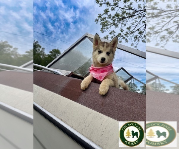 Medium Photo #7 Pomsky Puppy For Sale in VENUS, PA, USA