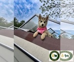 Small Photo #7 Pomsky Puppy For Sale in VENUS, PA, USA