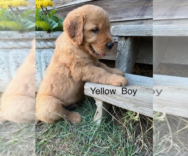 Medium Photo #6 Golden Retriever Puppy For Sale in SANDERSVILLE, GA, USA