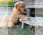 Small #5 Golden Retriever