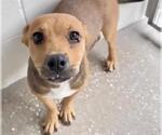 Small #1 Labrador Retriever Mix