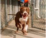 Small Photo #8 American Pit Bull Terrier Puppy For Sale in Richmond, VA, USA