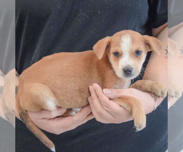 Medium Photo #2 German Shepherd Dog-Unknown Mix Puppy For Sale in Huntley, IL, USA