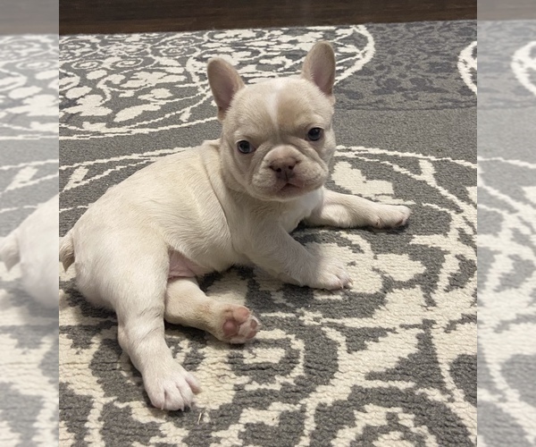 Medium Photo #1 French Bulldog Puppy For Sale in MCKINNEY, TX, USA