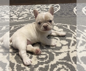 French Bulldog Puppy for sale in MCKINNEY, TX, USA