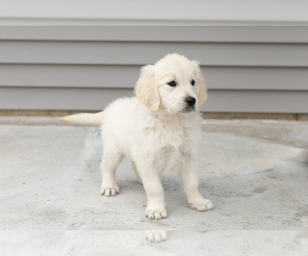 Medium Photo #4 English Cream Golden Retriever Puppy For Sale in WOLCOTTVILLE, IN, USA