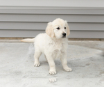 Small #3 English Cream Golden Retriever