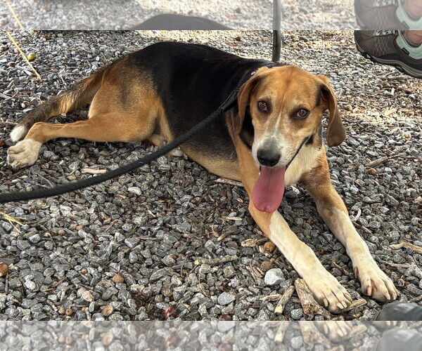 Medium Photo #6 Mutt Puppy For Sale in Rustburg, VA, USA