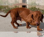 Small #4 Dachshund