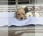 Small #2 Dachshund