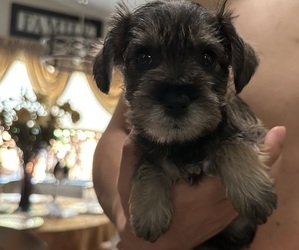 Schnauzer (Miniature) Litter for sale in CITRUS HEIGHTS, CA, USA