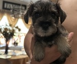 Small Schnauzer (Miniature)