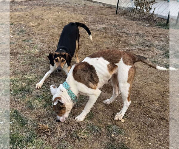 Medium Photo #15 Treeing Walker Coonhound-Unknown Mix Puppy For Sale in Germantown, OH, USA