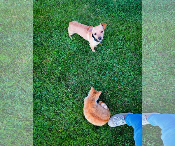 Medium Photo #12 Chihuahua Puppy For Sale in Sandy, UT, USA