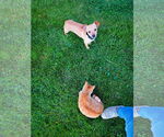 Small #11 Chihuahua