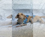 Small #2 Chiweenie
