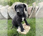 Small #1 Great Dane