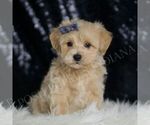 Small #4 Maltipoo