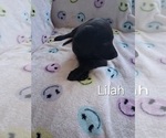 Image preview for Ad Listing. Nickname: Lilah