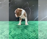 Small Photo #15 Boston Terrier Puppy For Sale in TULARE, CA, USA