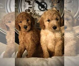 Goldendoodle Puppy for sale in MORENO VALLEY, CA, USA