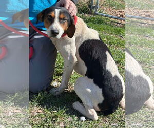 Mutt Dogs for adoption in Rustburg, VA, USA
