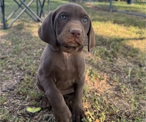 Vizsla-Weimaraner Mix Puppy for Sale in MARSHVILLE, North Carolina USA