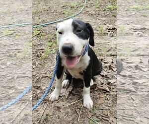 American Staffordshire Terrier-Unknown Mix Dogs for adoption in Corinth, MS, USA